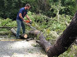 Best Lawn Disease Treatment  in Pine Grove, CA