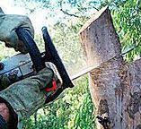 Best Tree Disease Treatment  in Pine Grove, CA