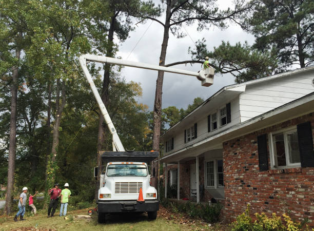 Best Tree Cabling and Bracing  in Pine Grove, CA