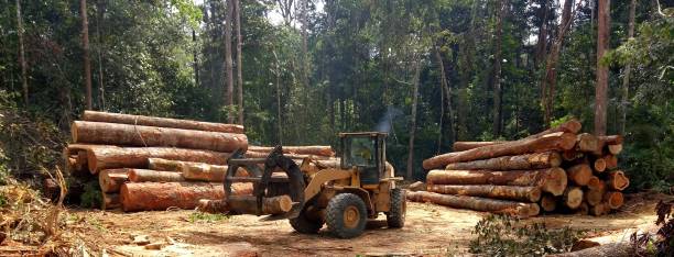 Best Arborist Consultation Services  in Pine Grove, CA
