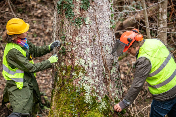 How Our Tree Care Process Works  in  Pine Grove, CA