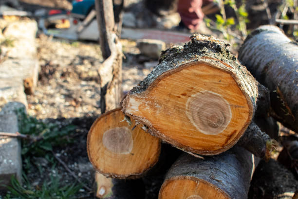 Best Tree Trimming and Pruning  in Pine Grove, CA