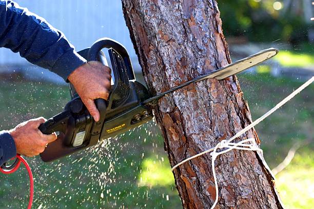 Best Lawn Watering Services  in Pine Grove, CA