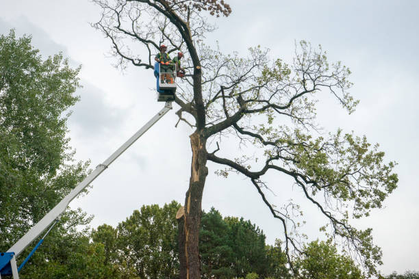 Best Fruit Tree Pruning  in Pine Grove, CA