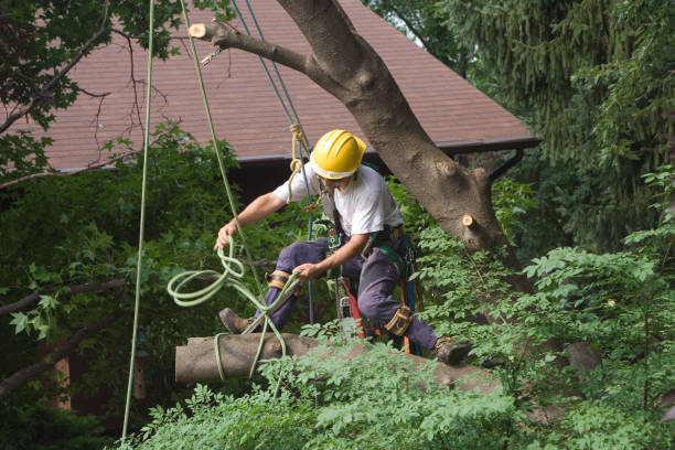 Best Tree Maintenance Programs  in Pine Grove, CA