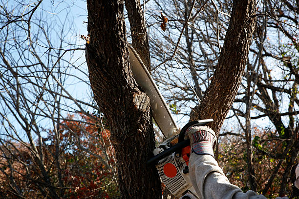 Best Pest Control for Lawns  in Pine Grove, CA