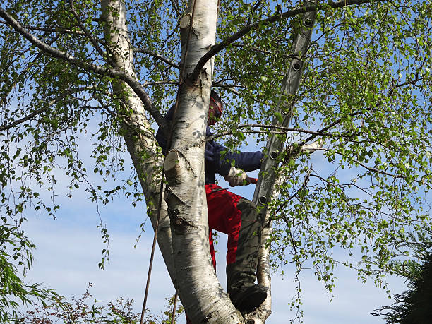 Best Firewood Processing and Delivery  in Pine Grove, CA
