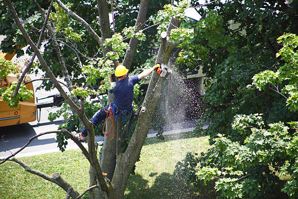 Best Emergency Tree Removal  in Pine Grove, CA
