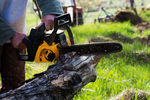  Pine Grove, CA Tree Care Pros
