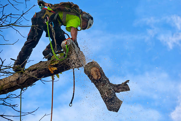 Best Storm Damage Tree Cleanup  in Pine Grove, CA