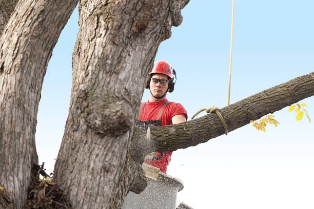 Pine Grove, CA Tree Care Company
